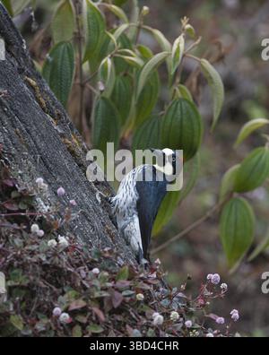 Acorn Woodpecker (Melanerpes formicivorus), Savegre, Costa Rica, America centrale Foto Stock