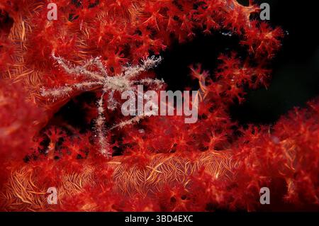 Granchio ragno (Achaeus spinosus) su un corallo tenero, Sinai, Egitto, Mar Rosso Foto Stock