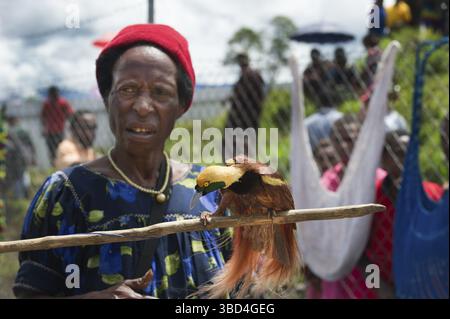 Lady in Market con Raggiana Bird of Paradise maschio in vendita, Mt Hagen, Papua nuova Guinea, Oceania Foto Stock