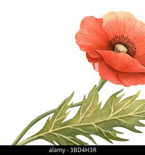 Fiore di papavero luminoso con elegante cornice a foglia verde. Modello floreale botanico. Perfetto per commemorazione, Memoriale, ANZAC, Victory, Veterans Day Foto Stock