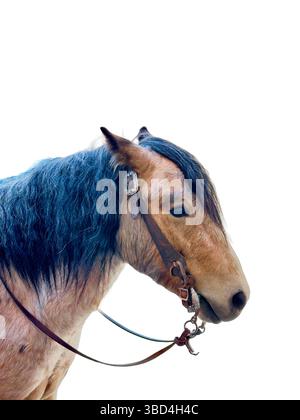 La vista laterale di un pony mostra la sua criniera nera e la sua natura gentile . Sta indossando un halter con le redini, quindi è pronto per un giro. Guarda avanti e le orecchie sono piegate. Foto Stock