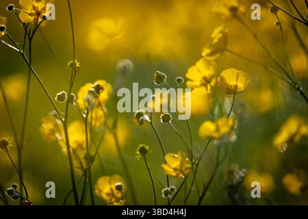 Un primo piano di tazzine in fiore in una giornata di sole primaverili, con una profondità di campo bassa Foto Stock