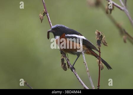 Redstart dalla gola bianca (schisticeps di fenicuro), adulti, con cibo a becco, Sichuan, Cina, Asia Foto Stock