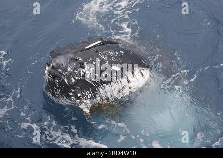 Megattere (Megaptera novaeangliae), adulto, ritratto, spyhopping, sulla migrazione, Hervey Bay, Queensland, Australia Foto Stock