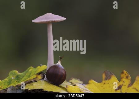 Lilac Bonnet (Mycena pura), corpo fruttato, che cresce tra le lettiere di foglie di faggio, Bostall Woods, Royal Borough di Greenwich, Inner London, Englan Foto Stock