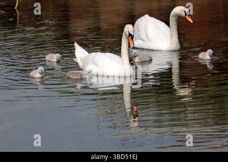 Un paio di cigni con cinque cignetti su un affluente del fiume Adur vicino a Shoreham by Sea Foto Stock