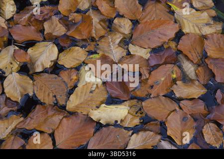 Foglie di faggio comune caduto (Fagus sylvatica) in colori castani autunnali galleggianti nello stagno Foto Stock