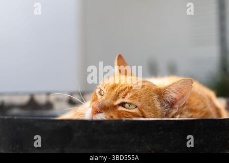 Gatto dello zenzero con occhi verdi che riposano al sole. Foto Stock