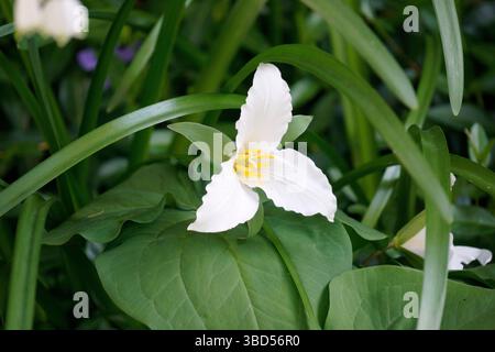 Primo piano di un Trillium bianco occidentale (Trillium ovatum), di un Trillium Pacifico o di un fiore di Robin Wake, Columbia Britannica, Canada Foto Stock