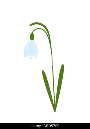 Snowdrop. Galanthus nivalis. Fiore primaverile con foglie. Illustrazione vettoriale piatta isolata su sfondo bianco. Illustrazione vettoriale Illustrazione Vettoriale