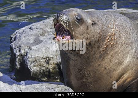 Leone marino di Steller, leoni marini del nord, leone marino di Steller (Eumetopias jubatus) maschio, toro che arriva a riva, nativo del Pacifico settentrionale Foto Stock