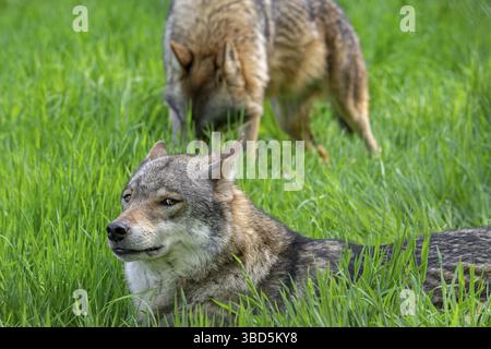 Due lupi eurasiatici, lupi grigi europei (Canis lupus lupus) che riposano in prato, prateria Foto Stock