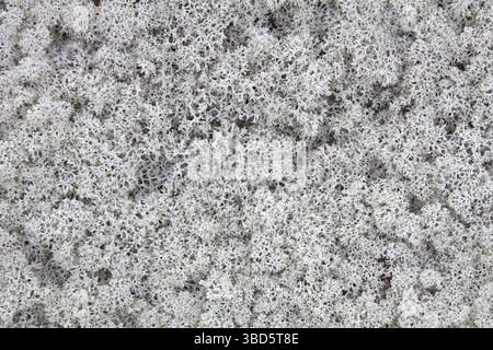 Licheni delle renne (Cladonia rangiferina) sulla tundra, Lapponia, Svezia Foto Stock
