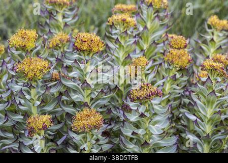 Radice dorata (Rhodiola rosea), radice di rosa, roseroot occidentale (Sedum rosea) (Sedum roseum) in fiore Foto Stock