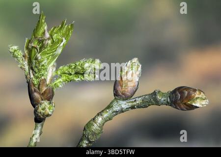Quercia inglese, quercia peduncolata (Quercus robur), rovere francese primo piano di boccioli che si aprono e foglie che emergono in primavera Foto Stock