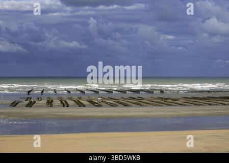 Ostriche coltivate (Lophia folium) in borse presso l'allevamento di ostriche, parco di ostriche esposto sulla spiaggia con bassa marea, Saint-Martin-de-Varreville, Normandia, Francia Foto Stock