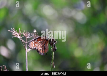 Primo piano di una farfalla regina della Florida in piedi su uno stelo. Questa fotografia presenta un effetto bokeh. Foto Stock