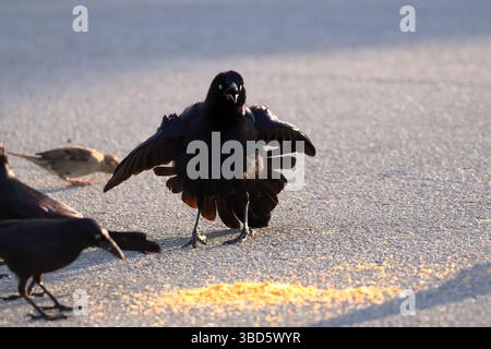 Un grido gonfio che grida agli uccelli vicini Foto Stock