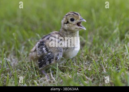 Il fagiano comune (Phasianus colchicus) chick chiamando in prati Foto Stock
