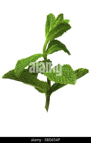 Ramoscello fresco di menta isolato su bianco Foto Stock