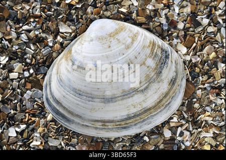 Conchiglia a conchiglia rasata (Mactra stultorum cinerea) (Mactra corallina cinerea) sulla spiaggia Foto Stock