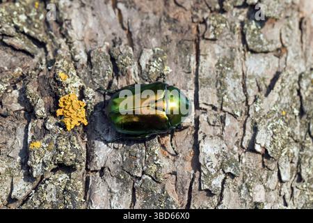 Fettuccia di fiori, rosa verde (Protaetia speciosissima, Scarabaeus speciosissimus), scarabeo originario dell'Europa meridionale e dell'Asia Foto Stock