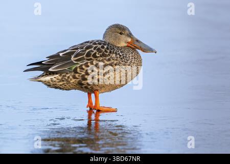 Spatola settentrionale (Spatula clypeata, Anas clypeata) femmina adulta che riposa sul ghiaccio dello stagno ghiacciato in inverno Foto Stock