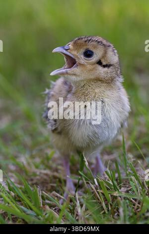 Il fagiano comune (Phasianus colchicus) chick chiamando in prati Foto Stock