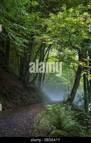 Un sentiero forestale in una foresta mista con molti faggi in autunno. Un castagno a destra del sentiero. La nebbia sale sulla pendenza fino al percorso. Hikin Foto Stock