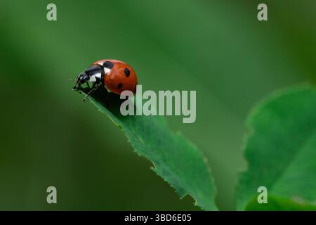 Coccinella adagiata su una foglia verde, che mostra il suo colore rosso brillante e i suoi punti distintivi in un lussureggiante giardino Foto Stock