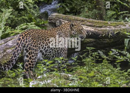 Iavan leopard (Panthera pardus melas) caccia nella foresta pluviale tropicale, nativo di isola indonesiana di Giava Foto Stock