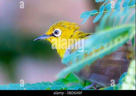 L'occhio bianco indiano, precedentemente chiamato occhio bianco orientale, è una piccola specie di uccello passerino della famiglia degli occhi bianchi Foto Stock