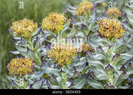 Radice dorata (Rhodiola rosea), radice di rosa, roseroot occidentale (Sedum rosea) (Sedum roseum) in fiore Foto Stock
