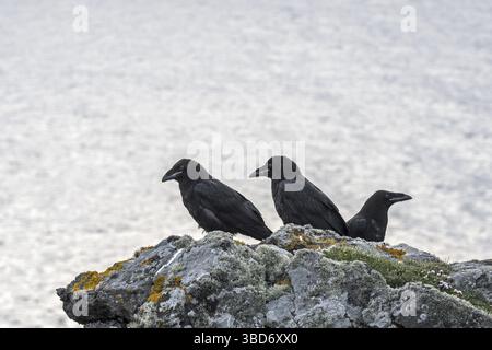 Tre giovani corvi comuni, corvo settentrionale (Corvus corax) arroccato su una scogliera lungo la costa scozzese, Regno Unito Foto Stock