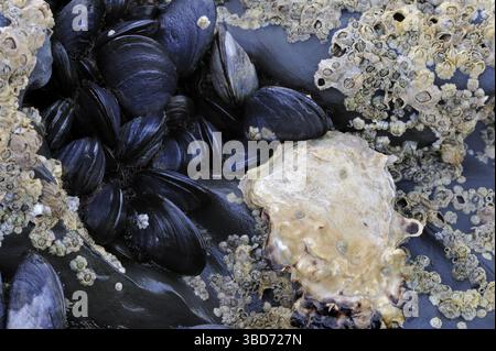Ostriche del Pacifico, ostriche giapponesi (Crassostrea gigas), ostriche Miyagi, barnacle e cozze che crescono sulla roccia esposta sulla spiaggia durante la bassa marea Foto Stock