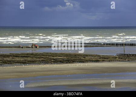 Ostriche coltivate (Lophia folium) in borse presso l'allevamento di ostriche, parco di ostriche esposto sulla spiaggia con bassa marea, Saint-Martin-de-Varreville, Normandia, Francia Foto Stock