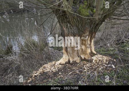 Tronco di albero spesso di salice pollard che mostra segni di denti e trucioli di legno da gnawing di castoro eurasiatico (fibra di Castor), Zevergem, Fiandre Orientali, Belgio Foto Stock