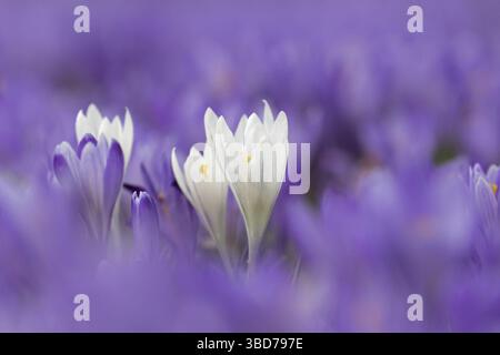 Primo piano di croci bianchi fioriti in moquette viola di croci fiorenti (Crocus napolitanus) in primavera Foto Stock