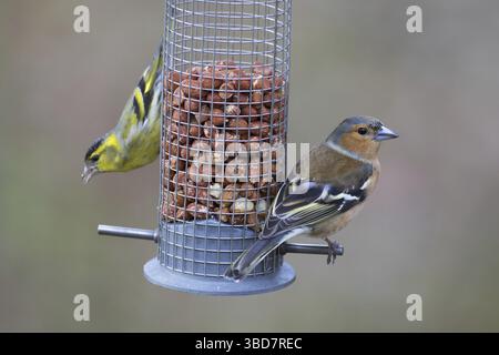 Lucherino europeo (Spinus spinus) e comuni (fringuello Fringilla coelebs) maschi in allevamento piumaggio mangiare noccioline da giardino Bird Feeder Foto Stock