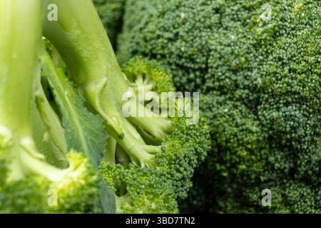 Vista ravvicinata dei broccoli verdi freschi con texture dettagliata Foto Stock