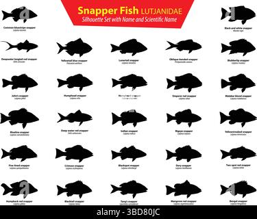 Set di sagome per pesci Snapper con nome e nome scientifico LUTJANIDAE pacchetto vettoriale per pesci d'acqua salata Illustrazione Vettoriale