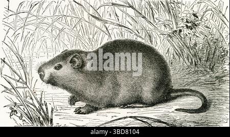 IL MAIALE MACINATO AFRICANO / Ratto della grande canna (Aulacodus swinderianus / Thryonomys swinderianus) Foto Stock