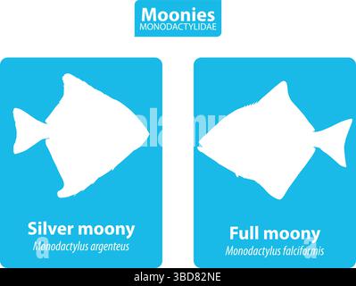 Moonies MONODACTYLIDAE silhouette Vector Set con nome e nome scientifico Illustrazione Vettoriale
