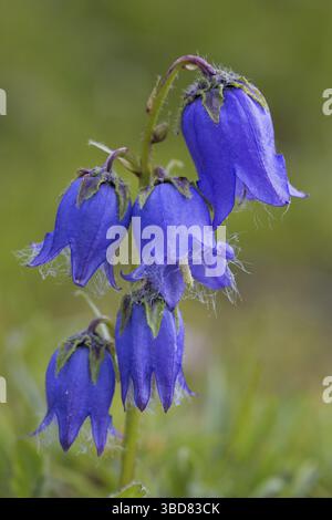 Barbuto campanula (Campanula barbata) in fiore nelle Alpi in estate Foto Stock