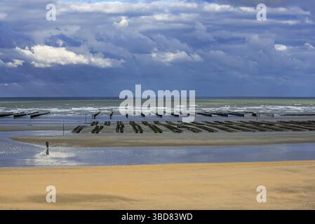 Ostriche d'allevamento (Lophia folium) in borse presso un allevamento di ostriche, Oyster Park, esposte sulla spiaggia con la bassa marea, Saint-Martin-de-Varreville, Normandia, Francia Foto Stock