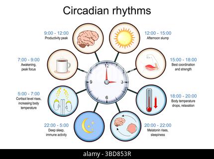 Ritmo circadiano. Orologio biologico. Ciclo di sospensione/riattivazione. Jet lag. Illustrazione vettoriale. Poster medico. Diagramma schematico Illustrazione Vettoriale