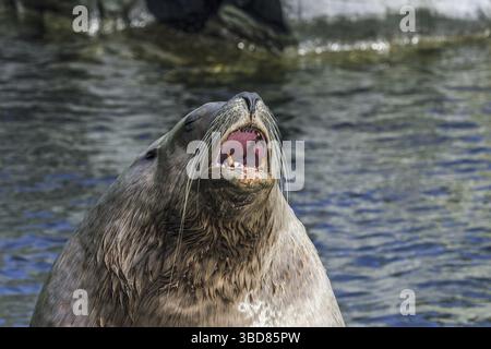 Leone marino di Steller, leoni marini del nord, leone marino di Steller (Eumetopias jubatus) maschio, toro che arriva a riva, nativo del Pacifico settentrionale Foto Stock