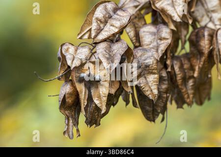 Baccelli di semi di albero di goldenrain (Koelreuteria paniculata), orgoglio dell'India, albero di Cina, albero di vernice originaria dell'Asia orientale, della Cina e della Corea Foto Stock