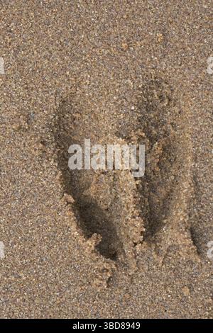 Capriolo europeo (Capreolus capreolus) primo piano dell'impronta, tracce in sabbia bagnata Foto Stock