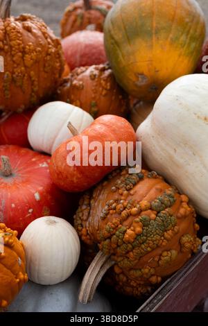 Zucche e gourde miste in varie forme e consistenze Foto Stock